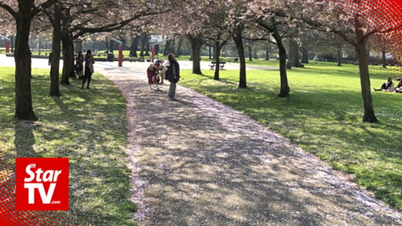 OFF THE BEAT: Sakura in London