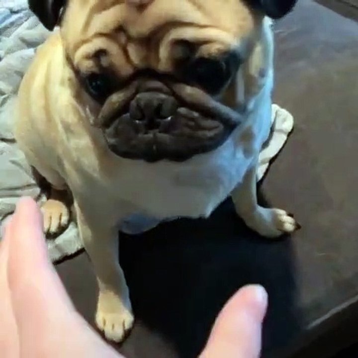 Quand on chatouille un bébé bull dog, voici ce que ça donne. Hilarant !