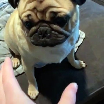 Quand on chatouille un bébé bull dog, voici ce que ça donne. Hilarant !