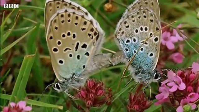 The Large Blue Butterfly Adopted By Ants - BBC Earth