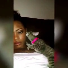 Regardez ce chaton effrayé par l'essuie-glace d'une voiture. Hilarant !