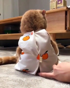 Ce chaton dans son pyjama aime jouer avec sa maîtresse. Adorable !