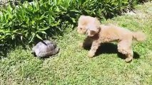 Quand un chien veut jouer avec une tortue. Marrant !