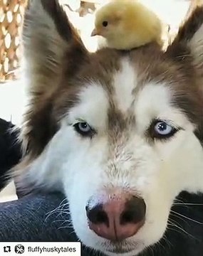 Quand un poussin aime se poser sur la tête d'un Husky. Trop mignon !