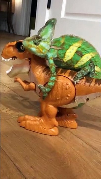 T-Rex taxi: US Chameleon goes for a ride on a walking toy