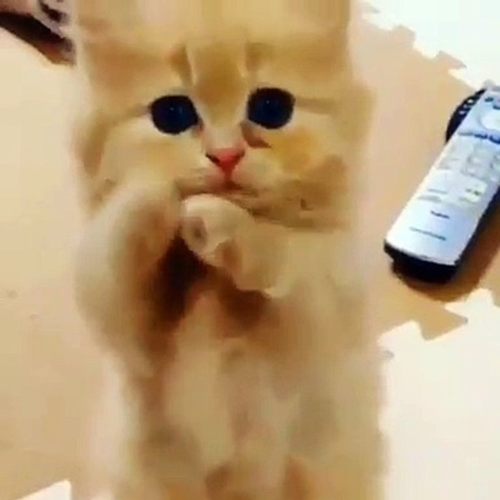 Ce chaton est trop mignon. Admirez !