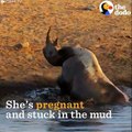 الأسود الجائعة تستعد لالتهام وحيد القرن الحامل