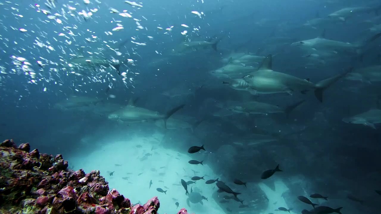 Diver swims with giant school of hammerhead sharks off Galapagos islands