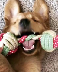 Ce que fait ce golden retriever est exceptionnel. Hilarant !