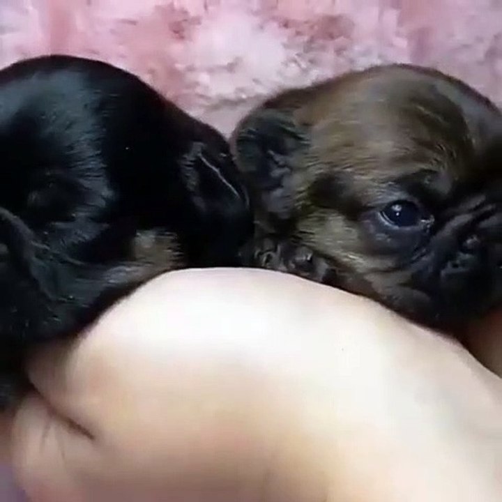 Ces bébés bulldog vont vous arracher un sourire. Adorables !