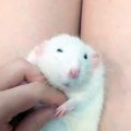 Ce bébé rat blanc se fait chatouiller. Trop mignon !