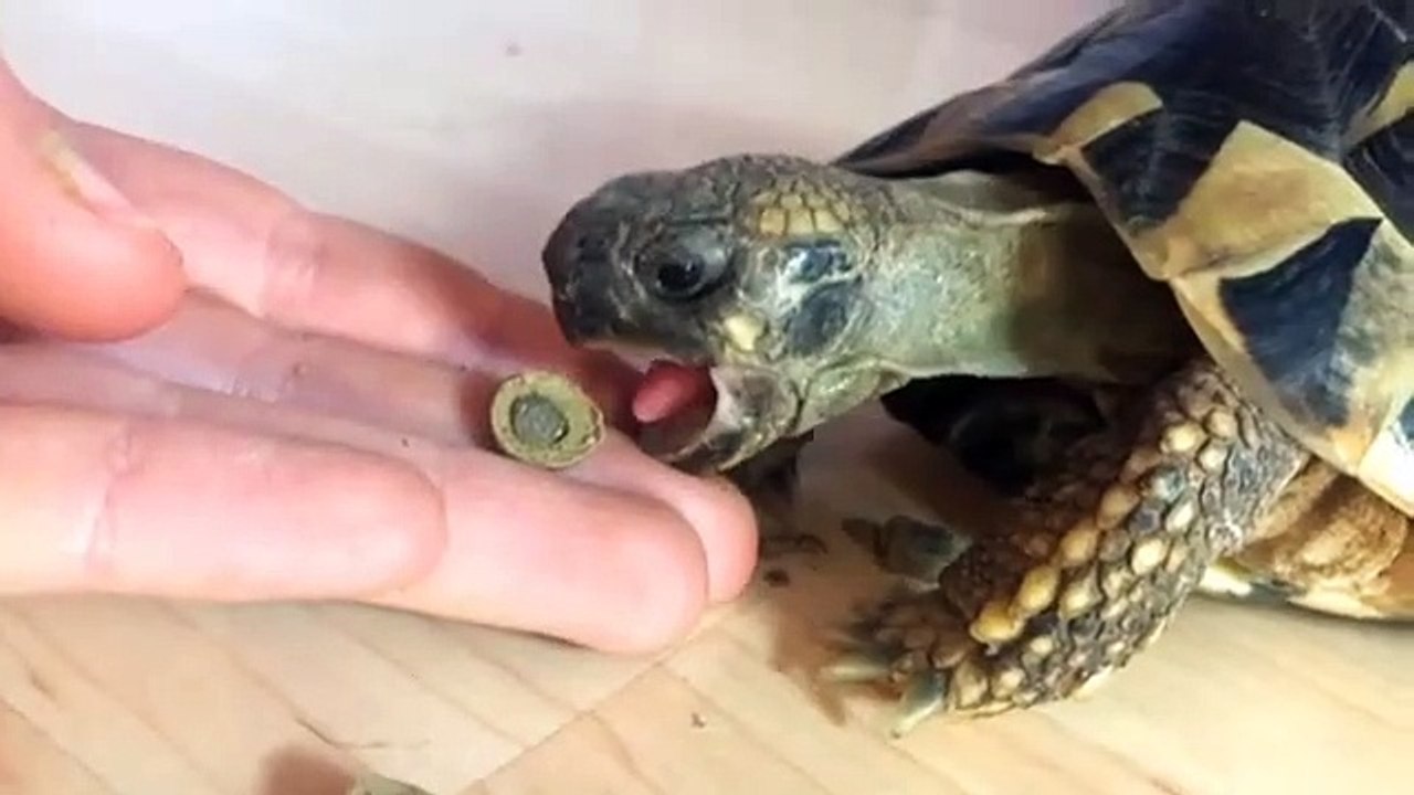 Quand une tortue est affamée. Trop drôle !