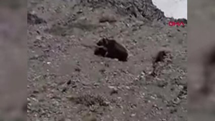 Elazığ'da Yiyecek Arayan Ayı ve Yavrusu Görüntülendi
