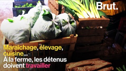 Ferme de Moyembrie : la réinsertion des détenus par la nature