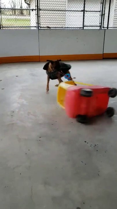 Dog Does Donuts with Toy Car