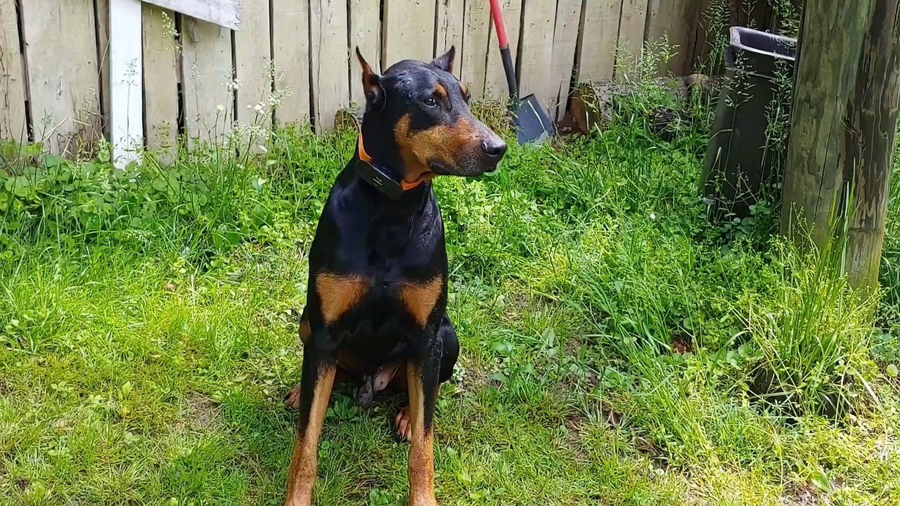 Spoiled Doberman Pinscher is not ready for ride to be over
