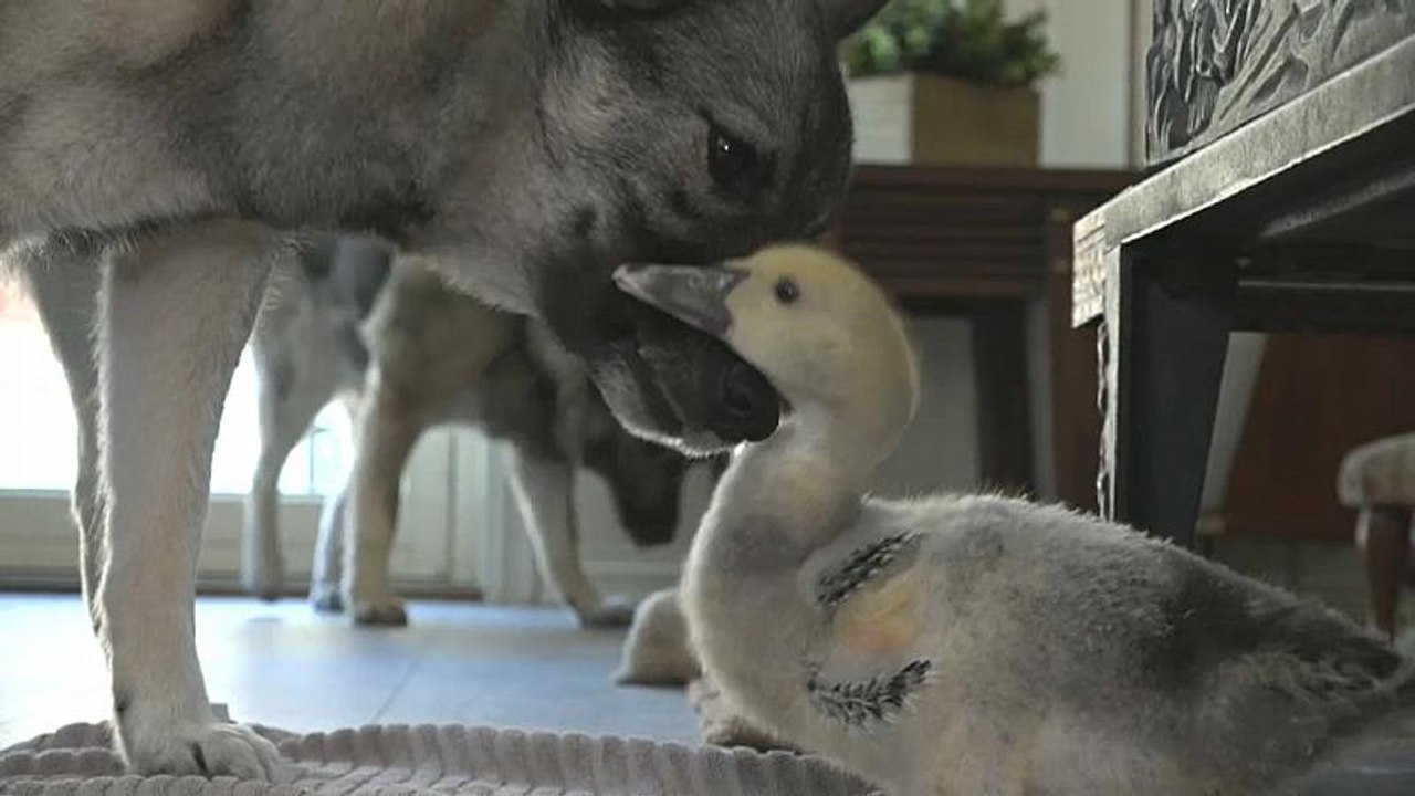 Affenliebe zwischen hund und ente