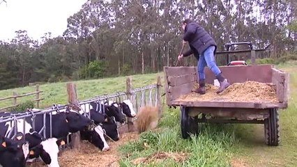 Las ganaderías españolas sufren los bajos precios del litro de leche