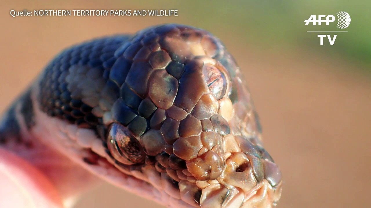 Dreiäugige Schlange in Australien entdeckt