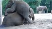 Ce bébé éléphant embête sa maman et lui grimpe sur le dos