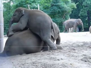 Ce bébé éléphant embête sa maman et lui grimpe sur le dos