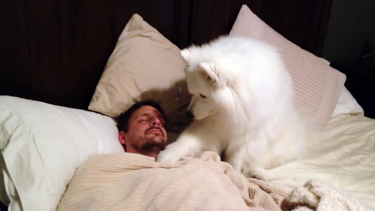 Ce chien réveille son maitre d'une façon adorable