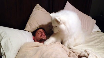 Ce chien réveille son maitre d'une façon adorable