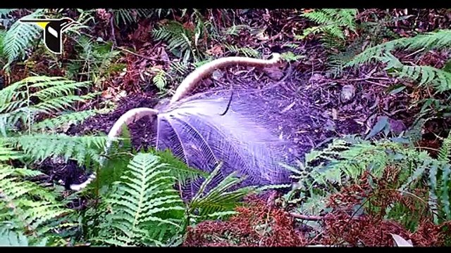 Cet oiseau est absolument magnifique : parade nuptiale du Ménure (Lyrebird)