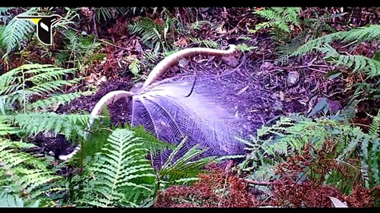Cet oiseau est absolument magnifique : parade nuptiale du Ménure (Lyrebird)