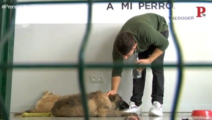 Una cafetería en la que entras a por un café... y puedes salir con un nuevo 'mejor amigo'