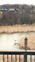 Goose Protects Its Territory from a Caspian Tern
