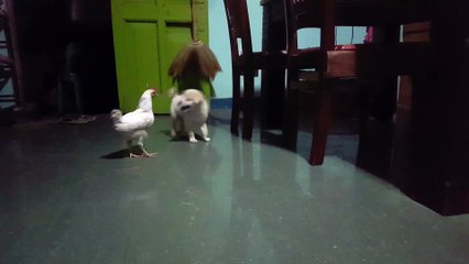 Puppy and Chicken Have Adorable Play Session