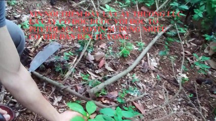 Myths between the green and the ginseng trees