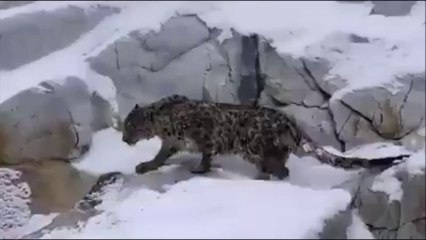 Himalayan Snow Leopard