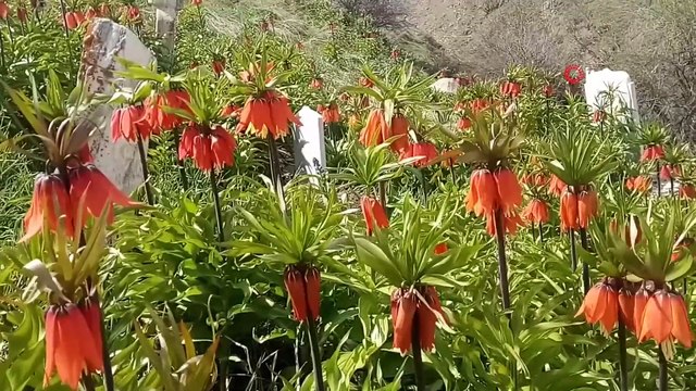 Van'da ‘hüzün çiçeği’ ters laleler açtı