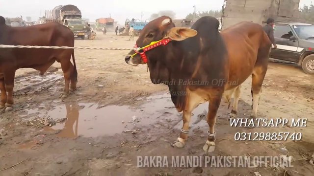 COW MANDI 2018 BUYERS K ASOOL - DOUBLE DEMAND KA KIYA HUL - Episode 12 - TAKLEEF PHIR KISKO HO GI -