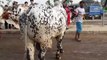Cow Mandi 2019 - Cow Qurbani Eid - Bakra Mandi 2019 Videos