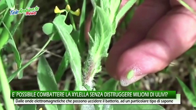 Xylella in Puglia, scienziati contro l'eradicazione: tagli non servono, si possono salvare con onde a bassa frequenza - video