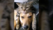 Love between cat and dog see how much they are teasing each others