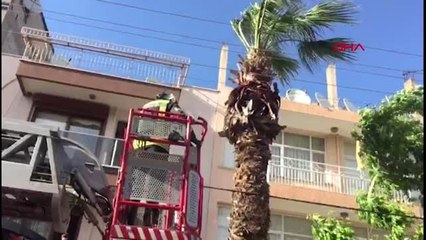 Manisa Yuvadan Düşen Yavru Güvercinlere Yardım Eli