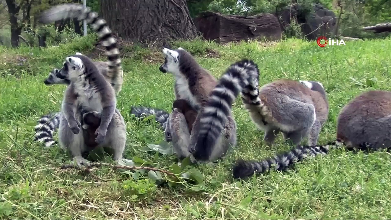 Lemur ailesine 8 yeni üye