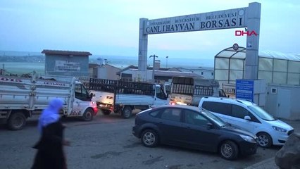 Diyarbakır Hayvan Borsasında Ramazan Hareketliliği