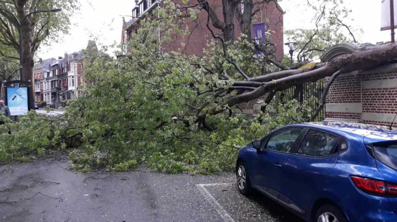 Tournai chute d'un arbre Ipes Bld Leopold
