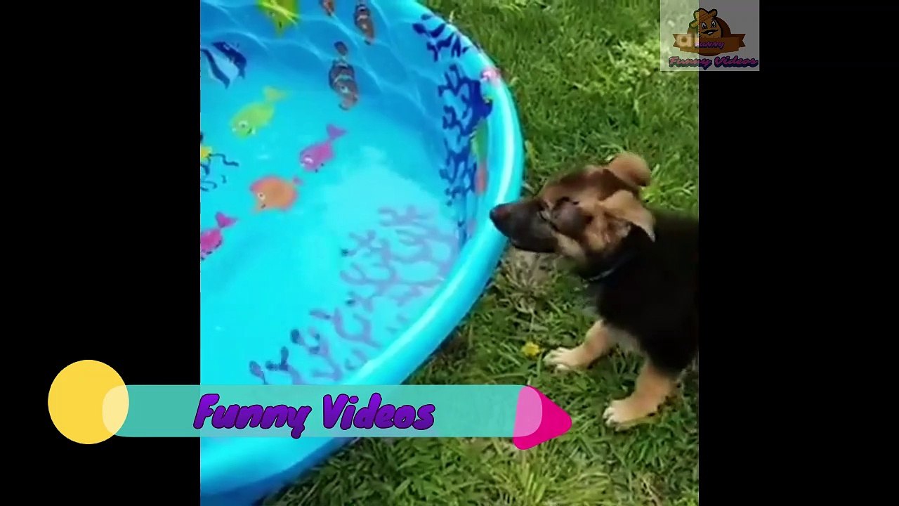 Funny Pets 4