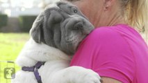 Shar Pei Puppy Loves Hugs-