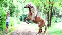 Beautiful animals,funny animals ,world most beautiful horse video
