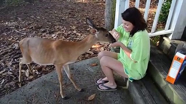 Alligator Interrupts Deer Feeding - Ultimate Creeper