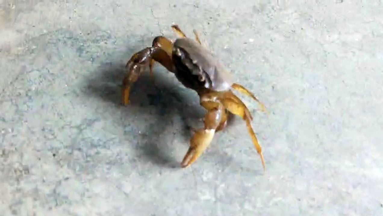 Crab video of India. केकड़ा विडिओ .