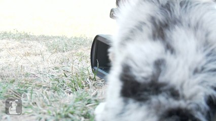 Descargar video: Australian Shepherd Puppy Can't Operate A Camcorder