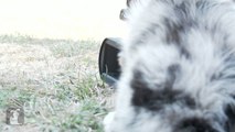 Australian Shepherd Puppy Can't Operate A Camcorder